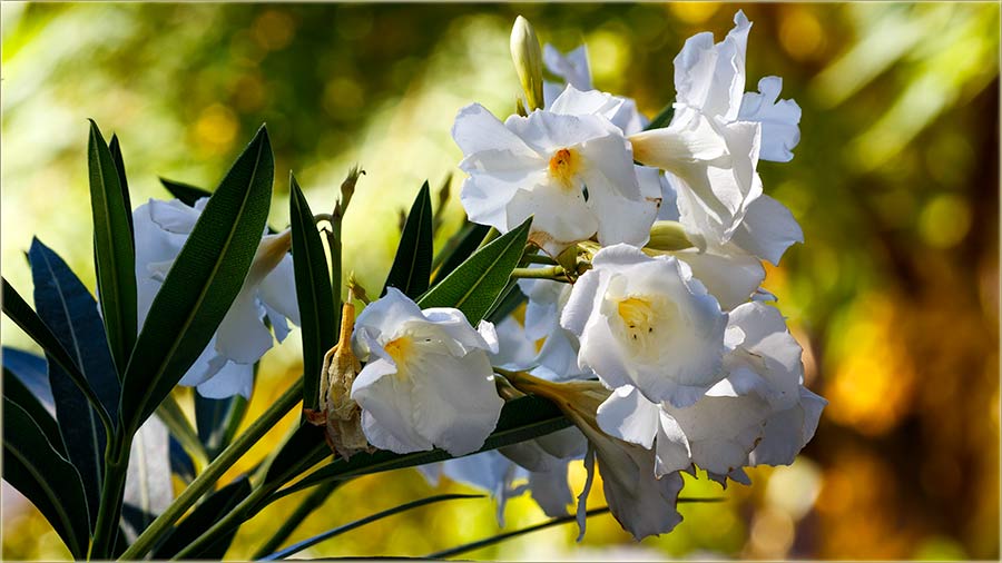 Danaske, a na petek 13-ti..., nita veliko !!!