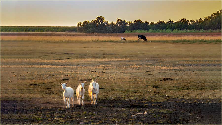 Deleir..., u smiraj dana...