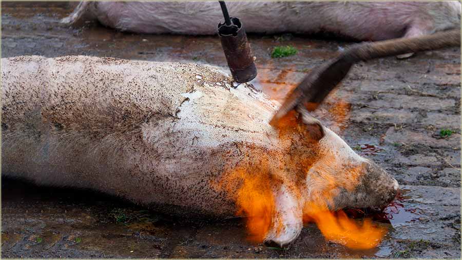 Praznici, svêci... i jo edan disnator III .