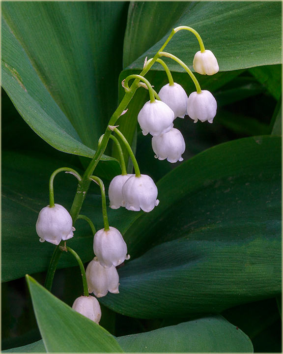 Ove godine, nam je ranije procveto urevak !!!