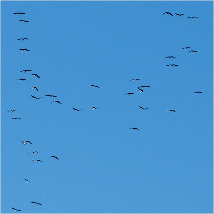 DoLetili su nam sivi dralovi !!!