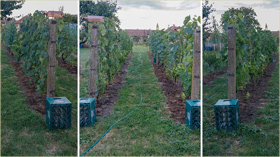 Okopala Jasa vinograd, vinograd...