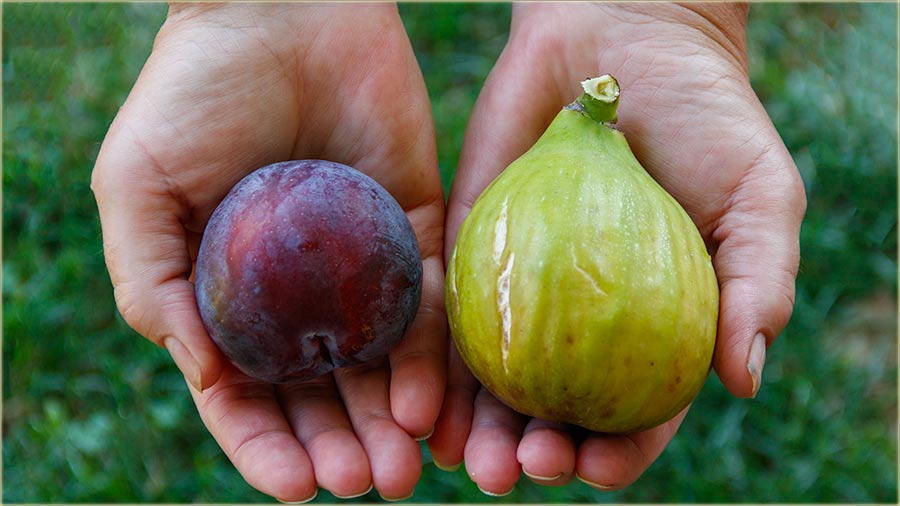 A gle, kako nam je rodilo !!!