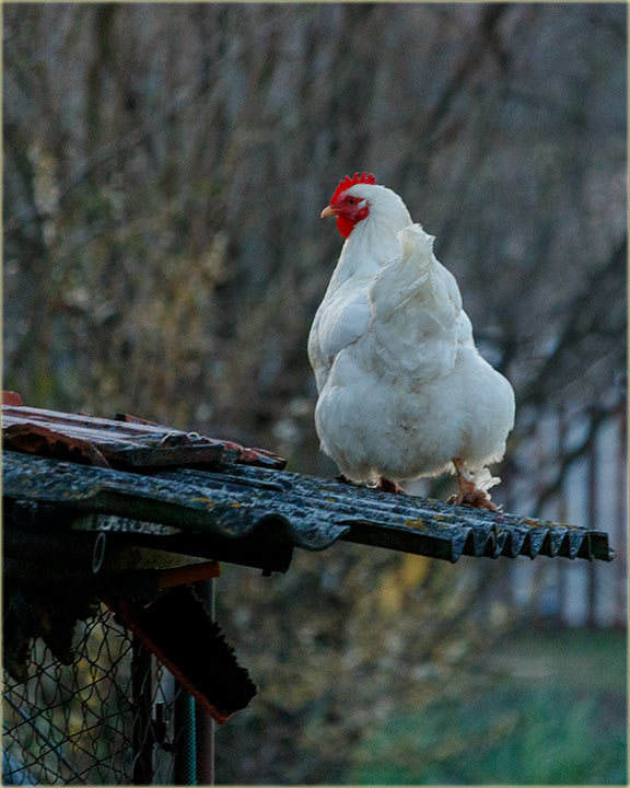 Nezgodne kokoške !!!