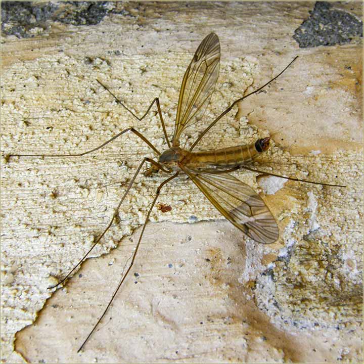 Krenile su zgadije !!!