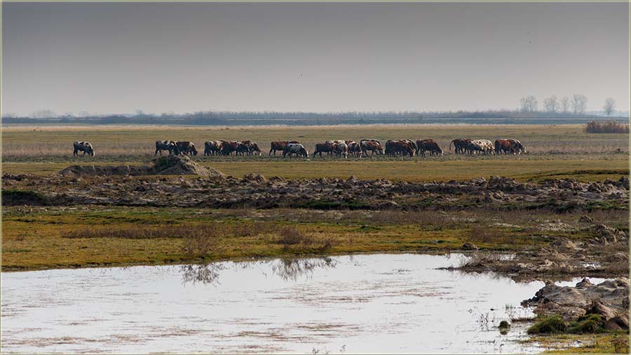 A to su ti krave uAtar..., u januvar ?!?