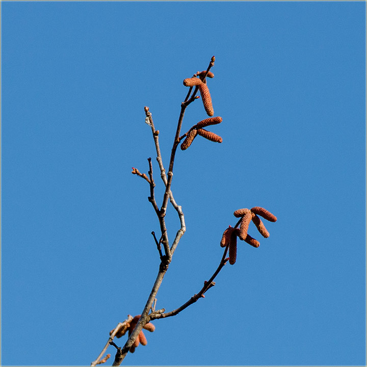 Da neBaksuziram, al krenile su mace na lenik !!!