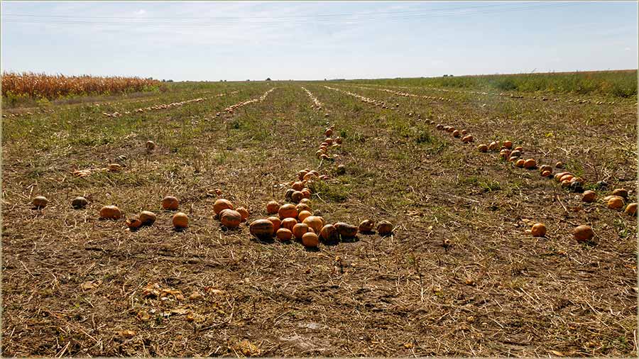 Kako se ludaje beredu..., naVeliko ?