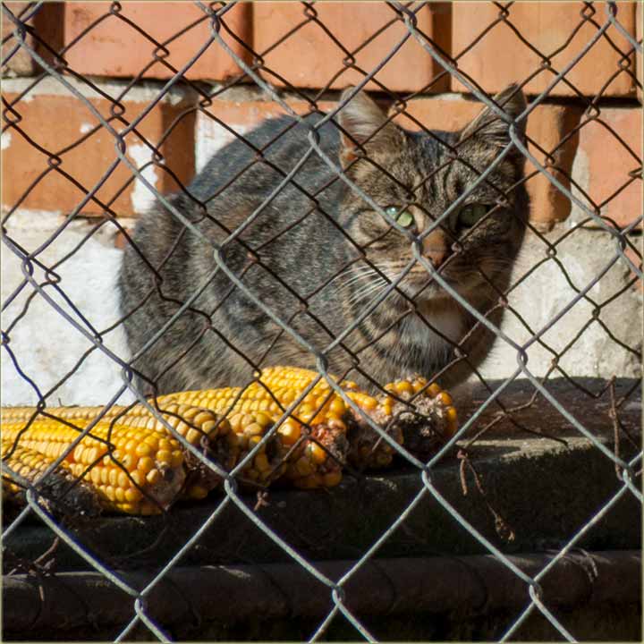 Gotav je mačiji mesec !!!