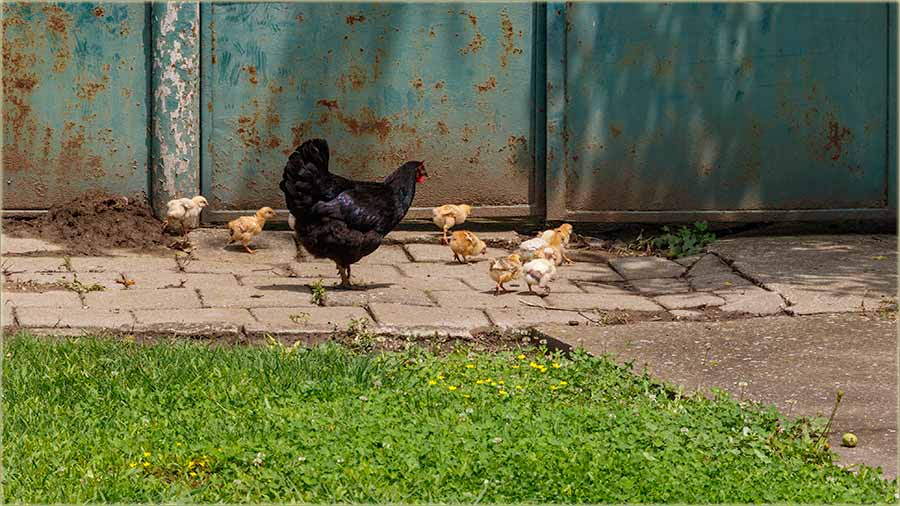 Živinjski foto roman...