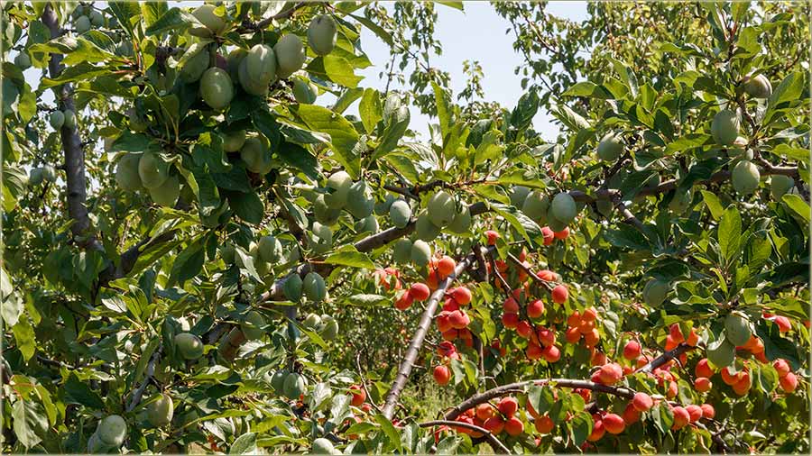 Dobar rod i ljive i kajsije, a sas kajsije !!!