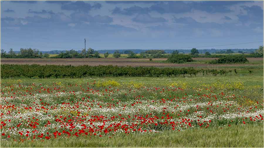 I mi milošefčani, smo sve više, kav Dânci !!!