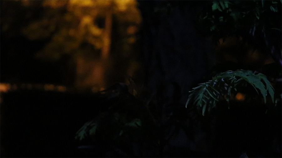 Prvi put je zaCvrijo NM cvrak..., ove godine !!!