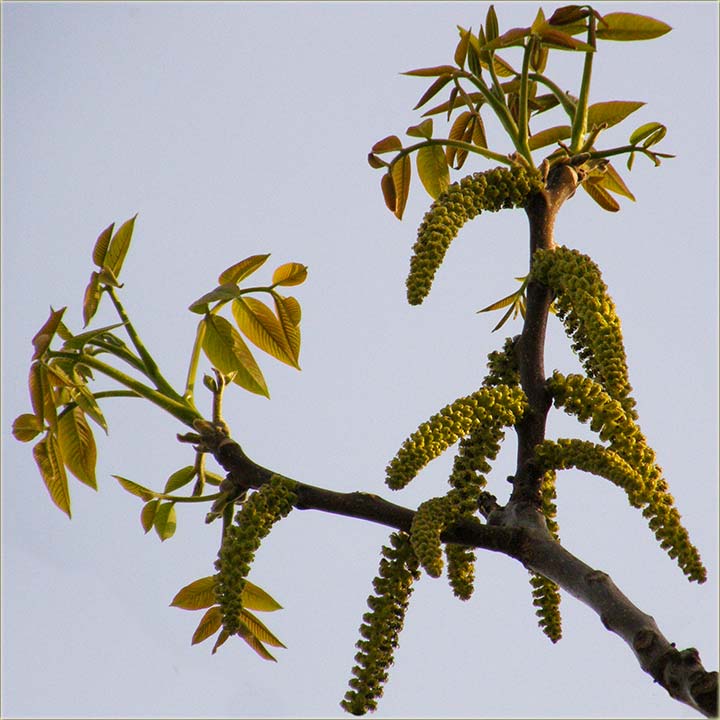 Oraji su poeli da pûadu mce !!!
