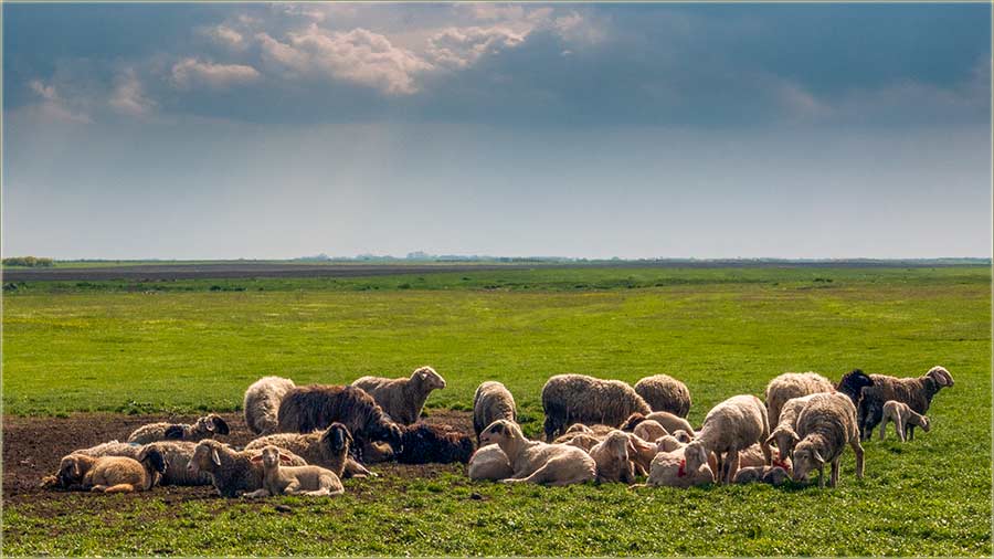 Ovce su uAtar...