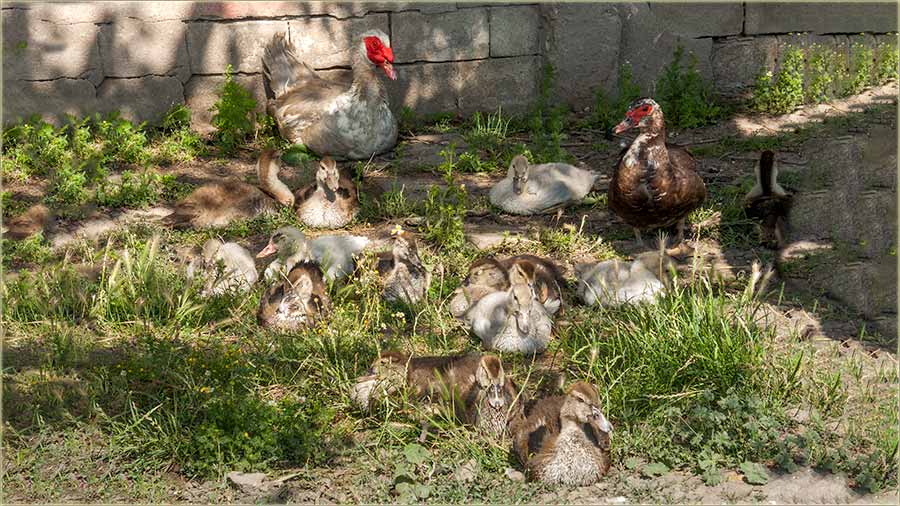 Kako se teradu patke i guske?