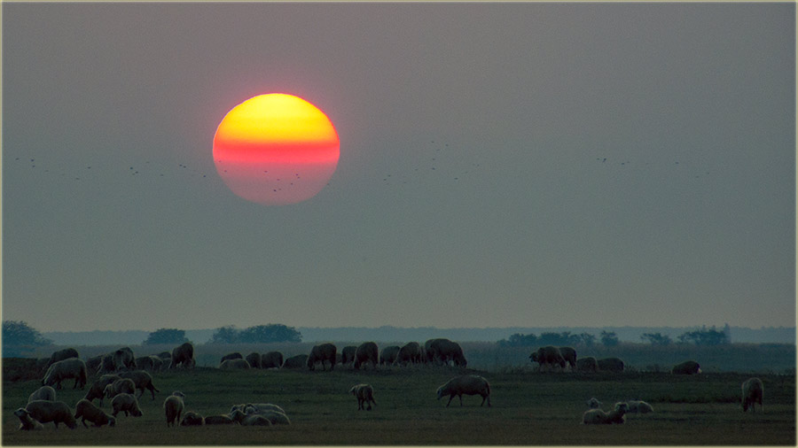 NM Slika dana..., sas slikom...