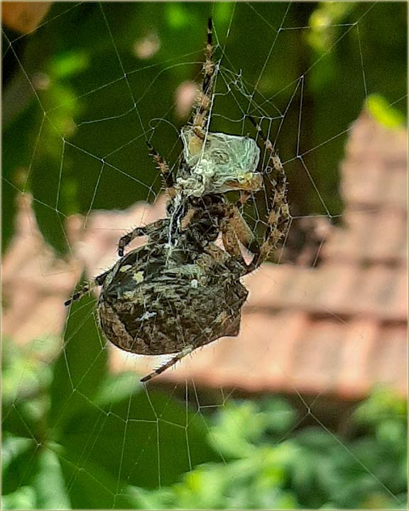 Anonymus - Pauk frutukuje zolju !!!
