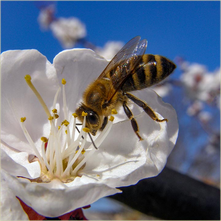Pele uveliko radidu, njin poso !!!