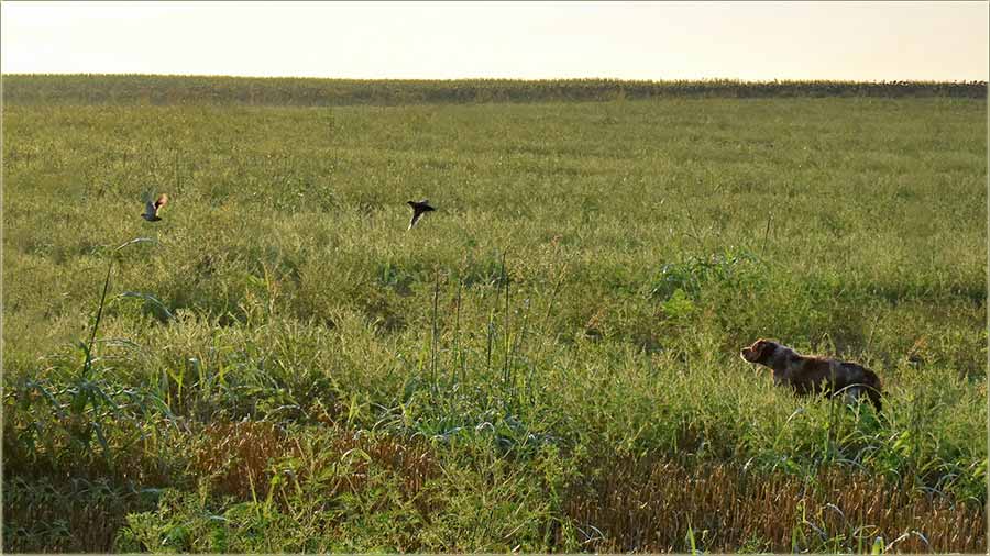 Spavo sam na prepelice...