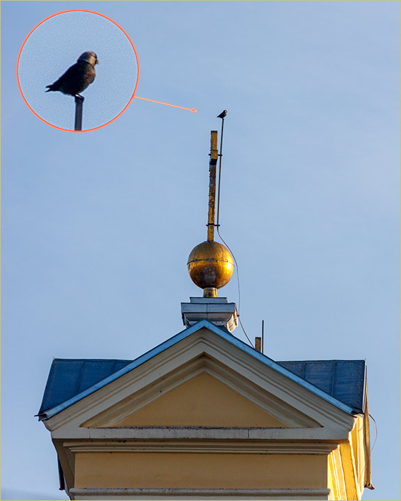 Kad grabljivca nema..., golubovi kolo vodidu !!!