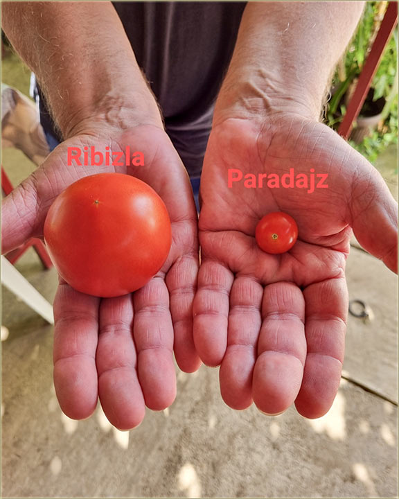 Na konto fotografije smokve i šljive !!!