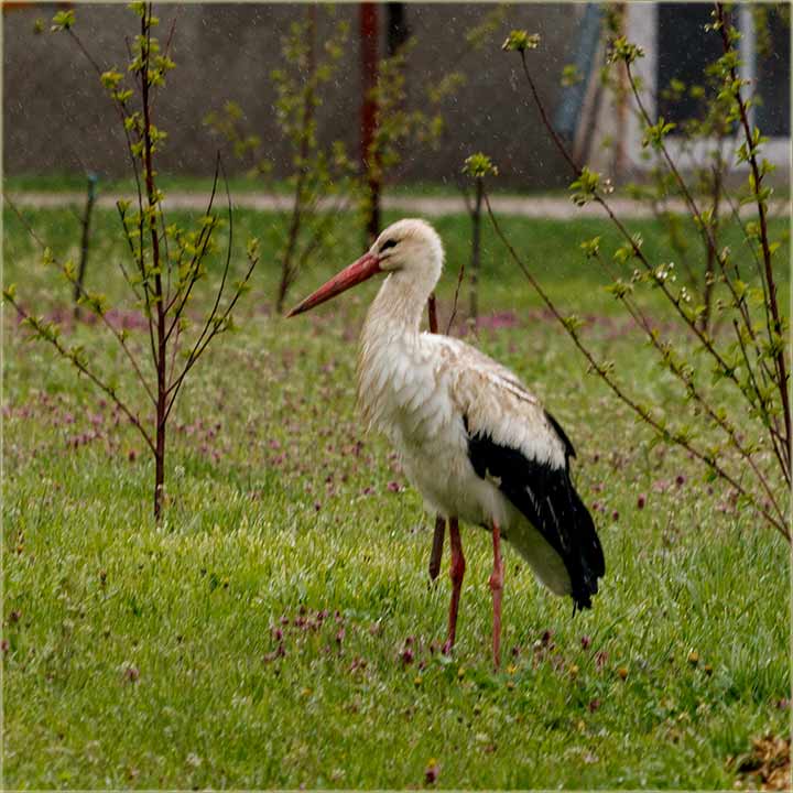 Vratila nam se roda uBau, a na kazan !!!