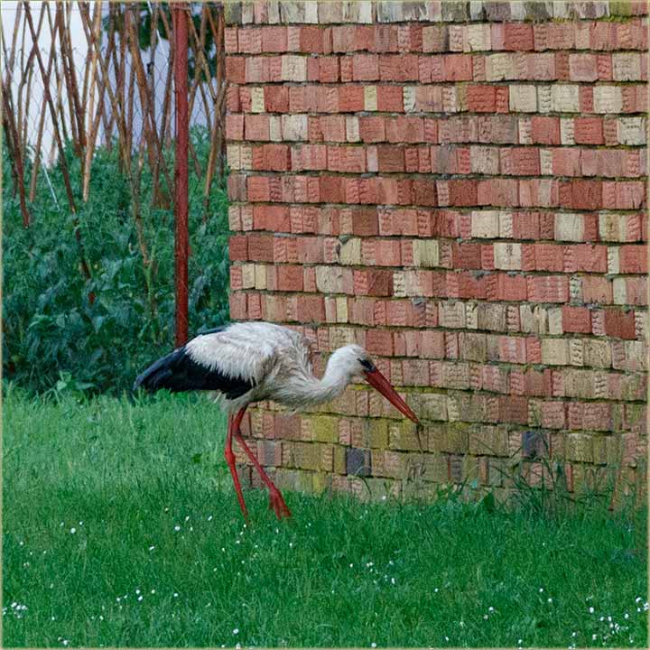 ta sve, roda jê ( jede... ) ?