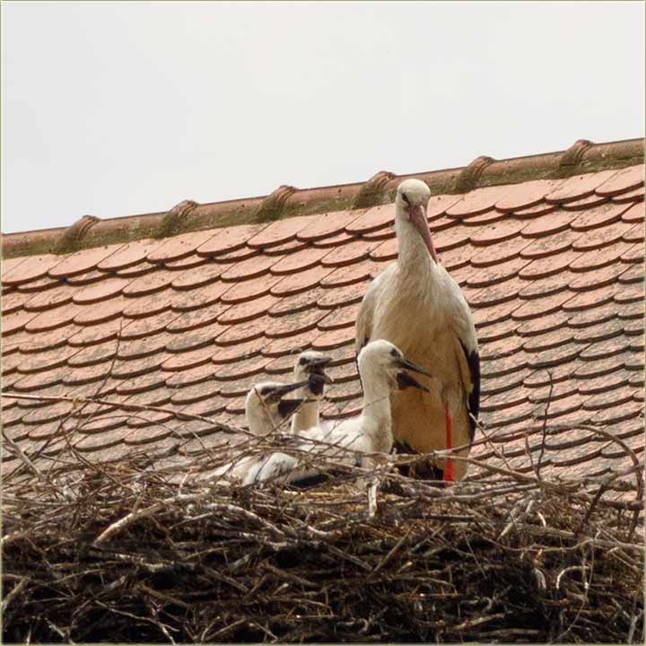 Râstidu nam mâli rôdčići !!!