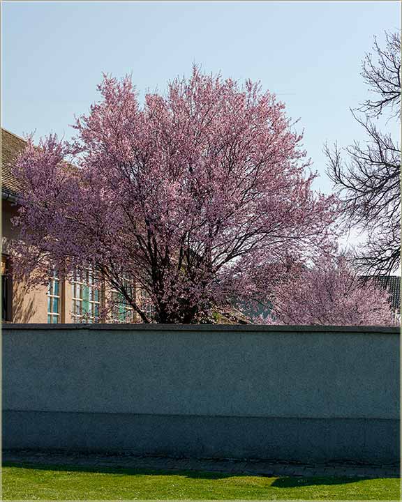 Jelde e lepo proleće ?