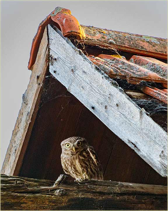 IjOpet se vratijo svac !!!