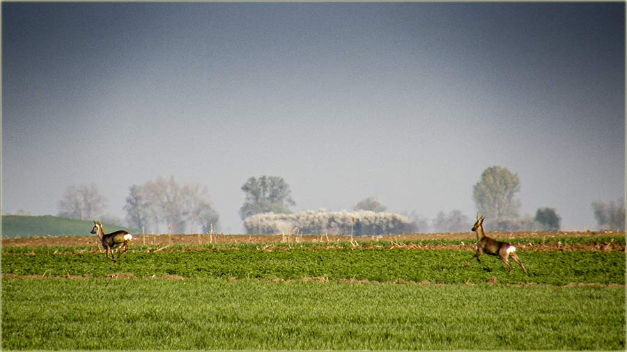 A uNa atar, pored trnjina, cveta - ljubav !!!