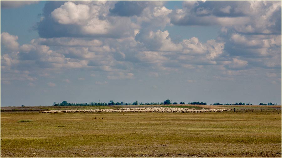 Ala si i rairio ovo stado !!!