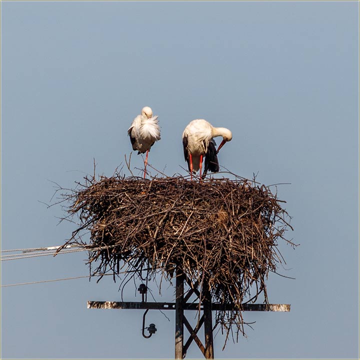 Rode su nam stigleee !!!