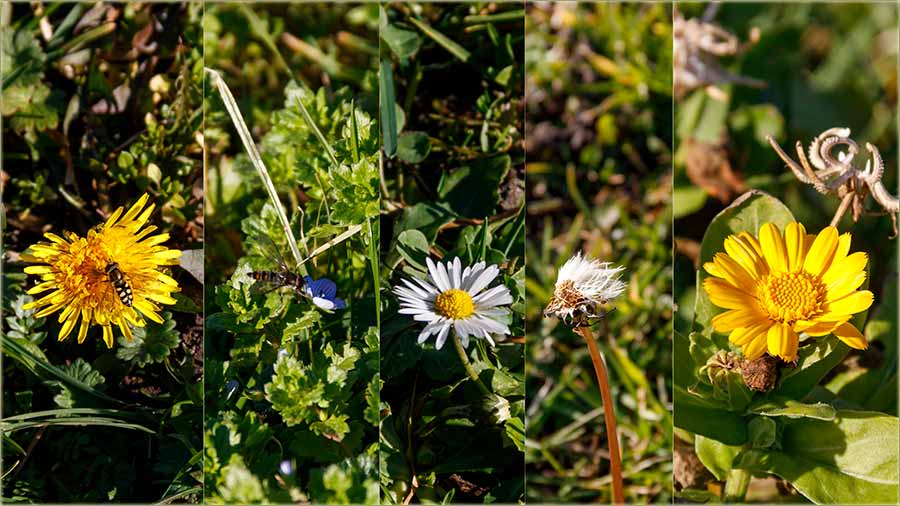 Istoria Banatului - Beodra - Ako Bauer...