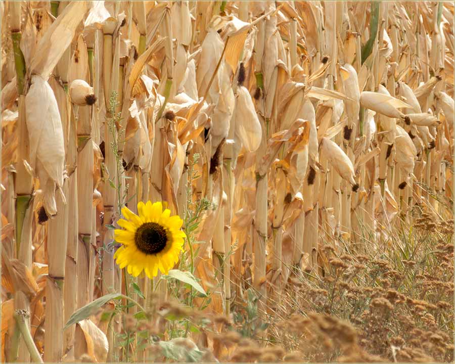 Kukuruzi i cuncuKrêt...