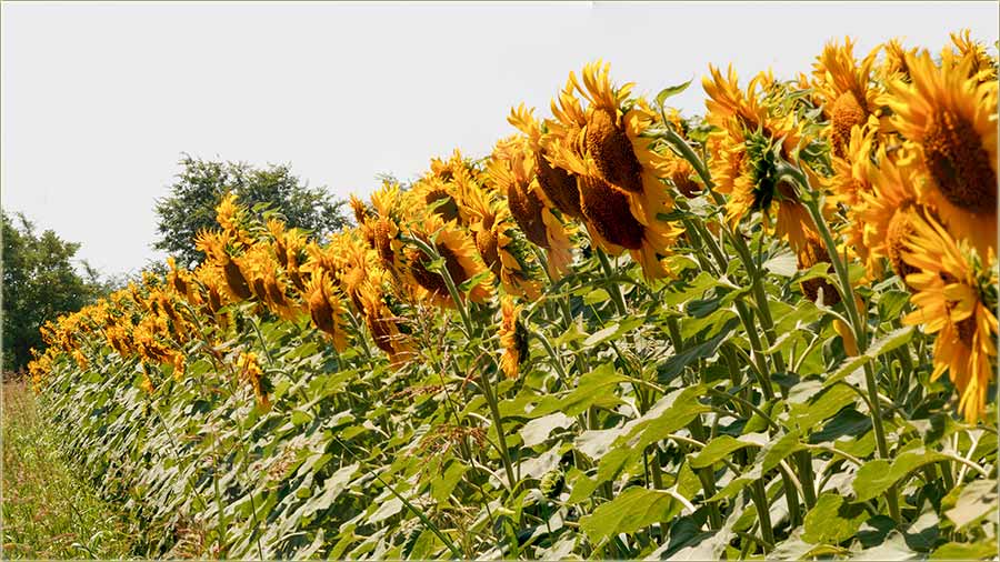 Na parove razbroj s′ !!!