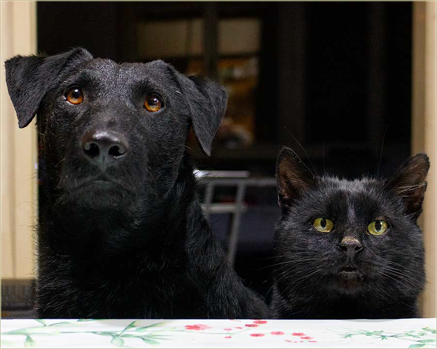 vra i Crn′ Gruja - ta to gazda nudi ?