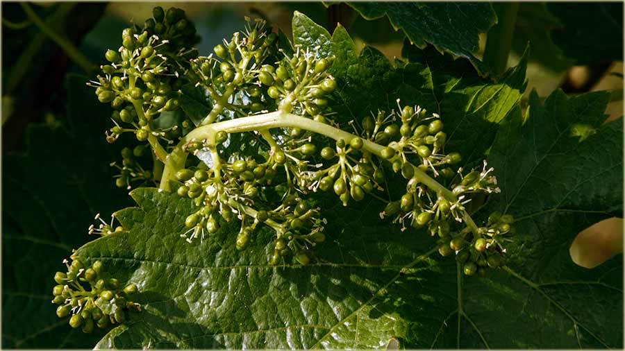 Vinograd je u fzu cvetanja !!!