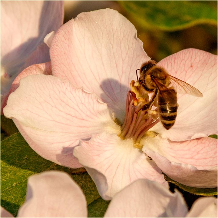 U vonjak Milana Veskovog..., ovi dna II ...