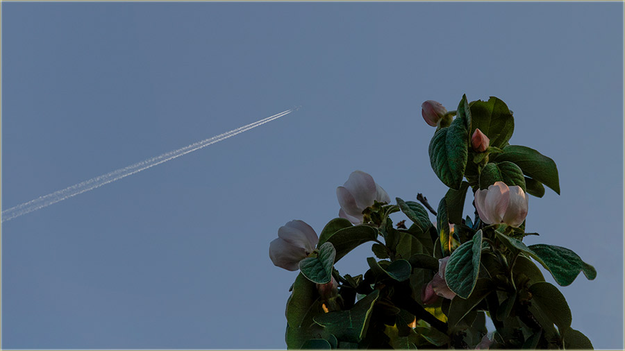 U voćnjak Milana Veskovog..., ovi dâna I ...