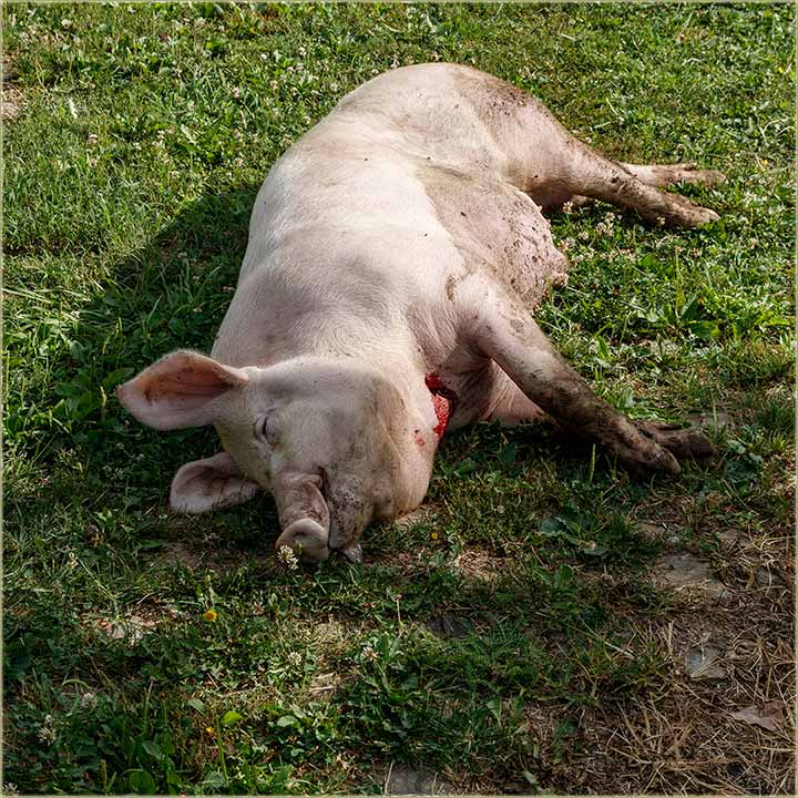 Nova sizona disnatora !!!