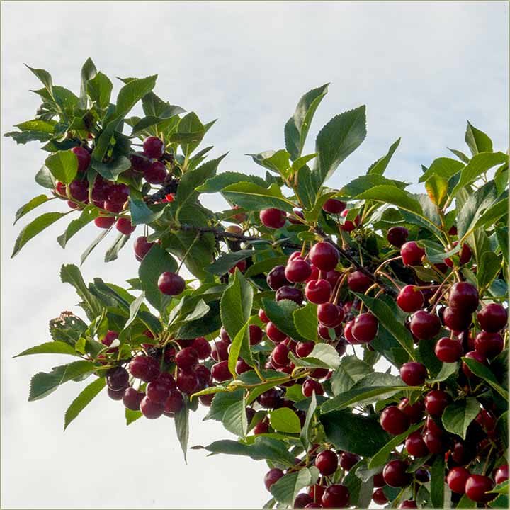 Zoran Subotiki - Jeo sam vinje !!!