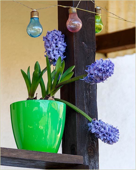 Zumbuli cvetadu i miriidu kodNs u Miloevo !!!