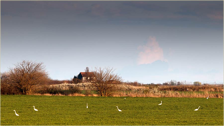 Na desetine aplji, pored druma za Kikindu !!!