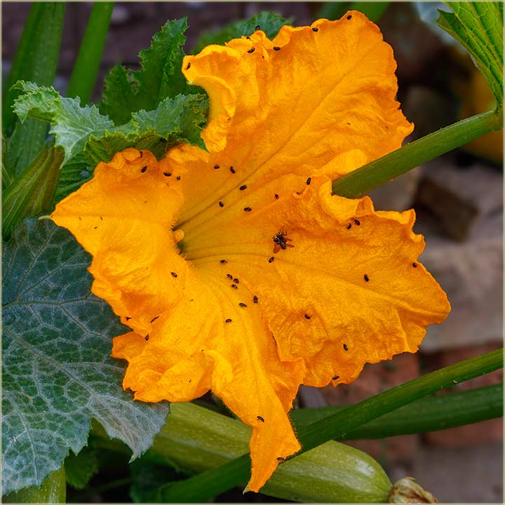 Pozdravijo sam i muicu !!!