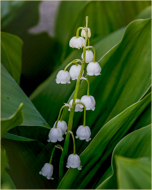 Ove godine, je i urevak poRanijo !!!