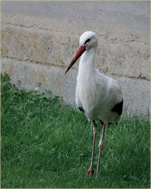 Domaa roda, u moju bu, u moju avliju...