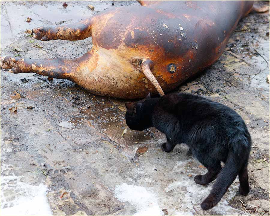 Gsijo sam dosadnog mka !!!