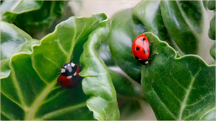 Februvar..., a ne jedna, neg ak dve bobaMre !!!